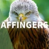 AFFINGER6（アフィンガー6）で人気記事・おすすめ記事を表示する方法