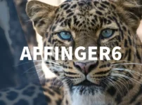 Affinger6のアップデート方法と注意点【自動・手動ともに解説】